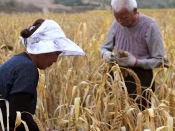 小米成長(zhǎng)