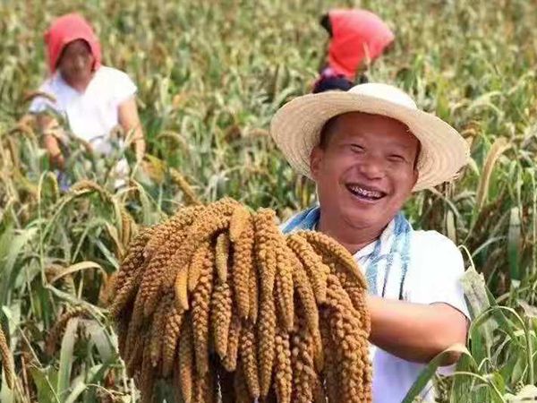 小米成長(zhǎng)