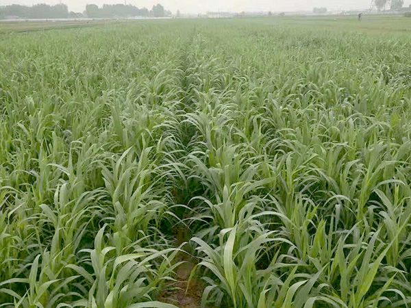 小米成長(zhǎng)