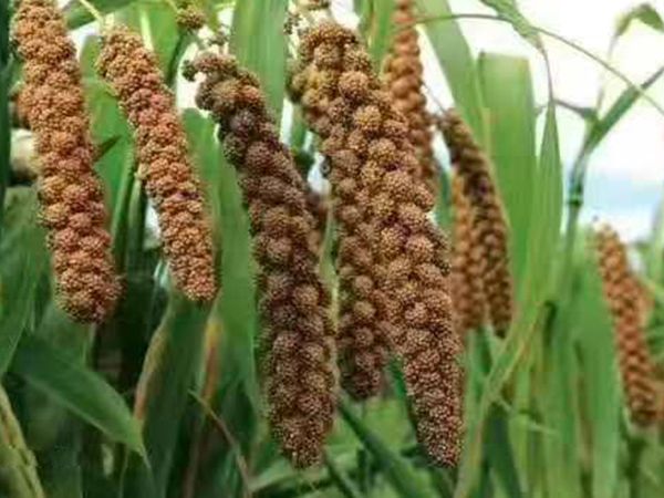 小米成長(zhǎng)