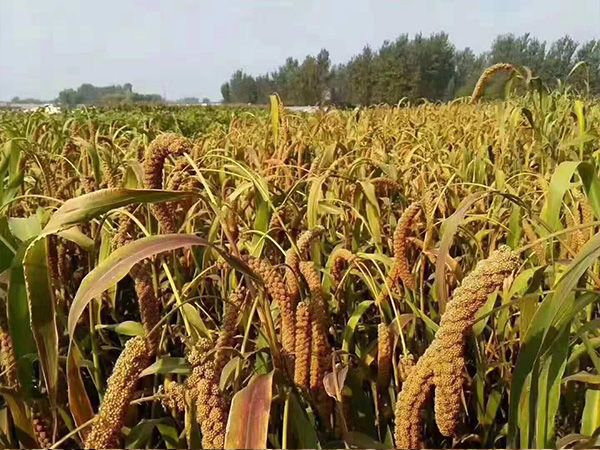 小米成長(zhǎng)