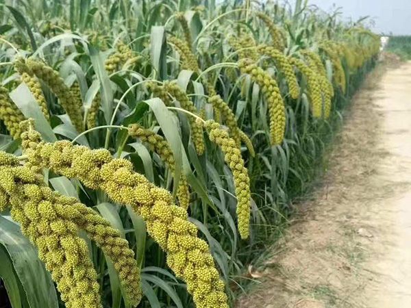 小米成長(zhǎng)