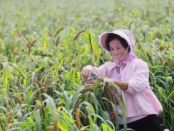 小米成長(zhǎng)